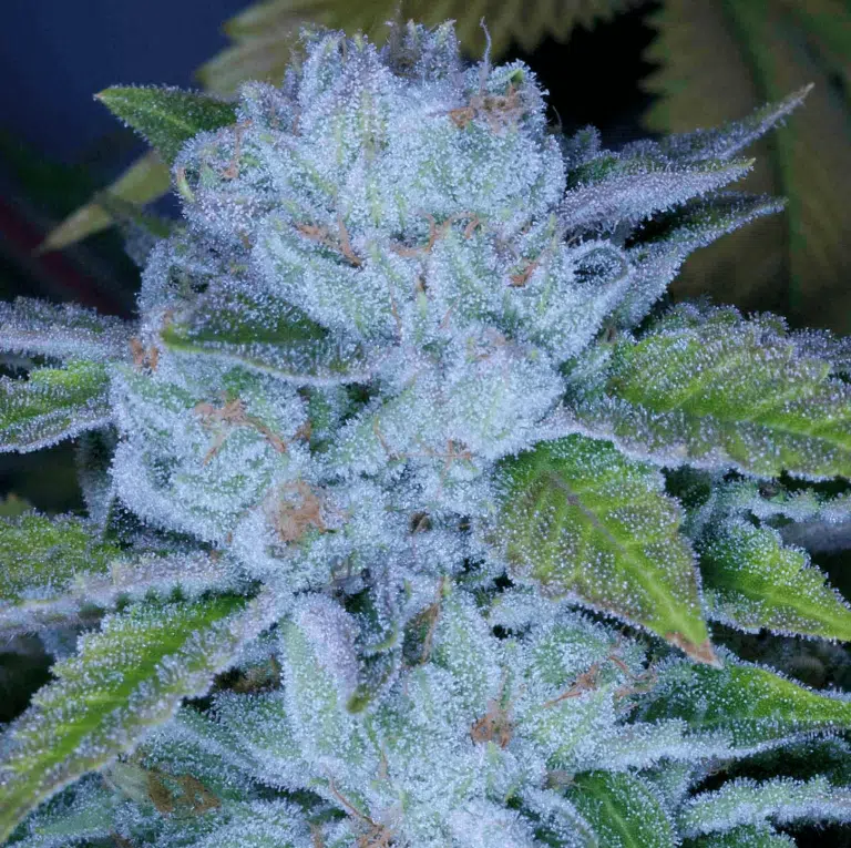 Rainbow Belts 2.0 Seeds | Archive Seed Bank Rainbow Belts 2.0 Seeds | Archive Seed Bank